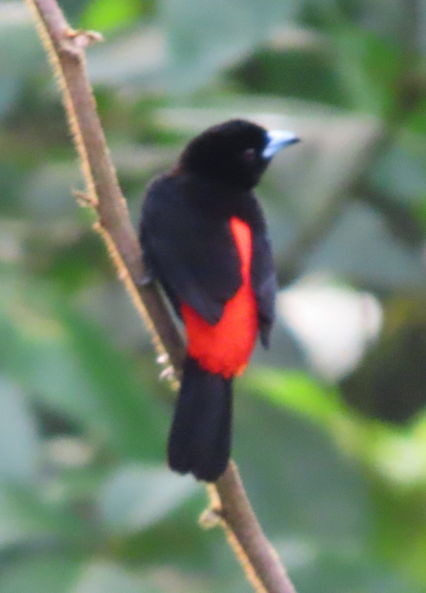 Scarlet-rumped Tanager - ML645829053