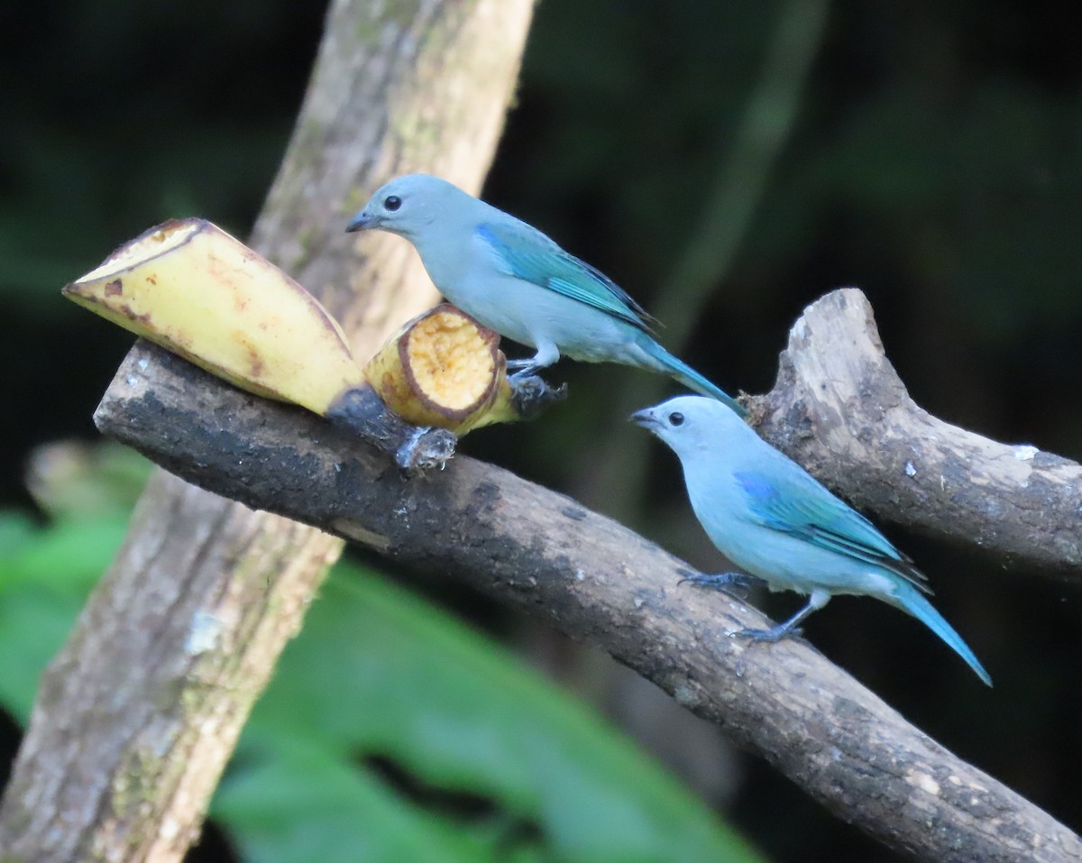 Blue-gray Tanager - ML645829054