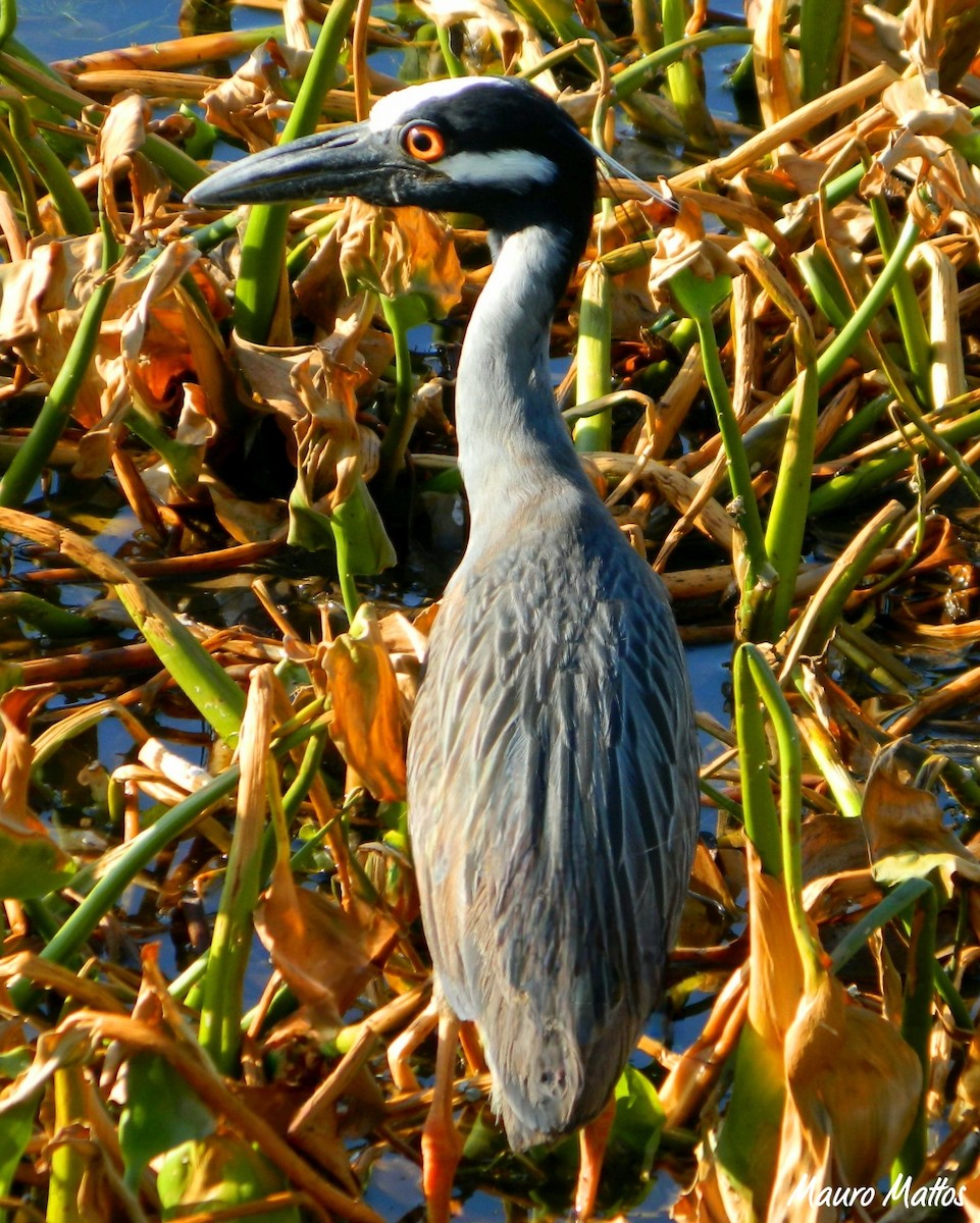אנפת לילה צהובת-כיפה - ML645829055