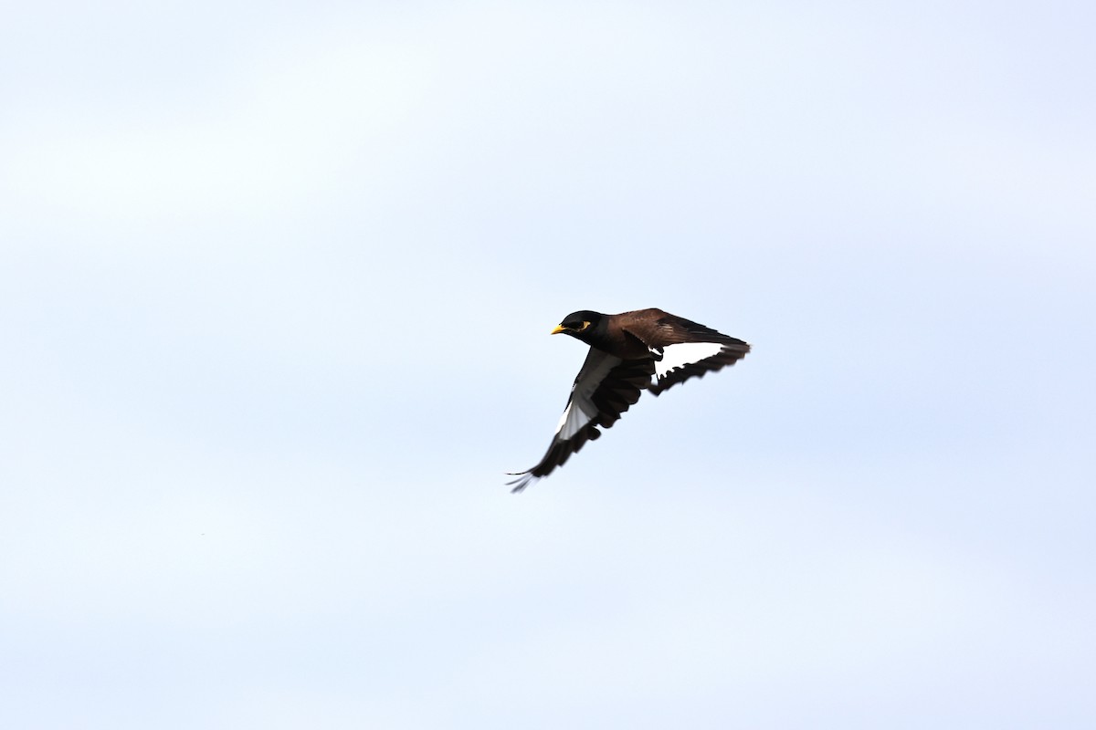מיינה מצויה - ML645829056