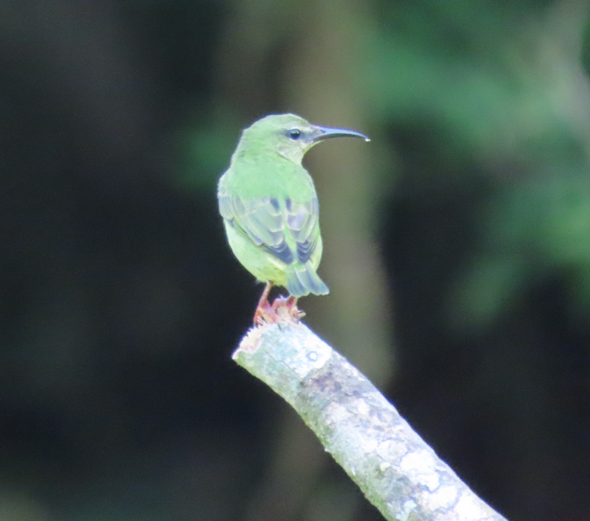 Red-legged Honeycreeper - ML645829057