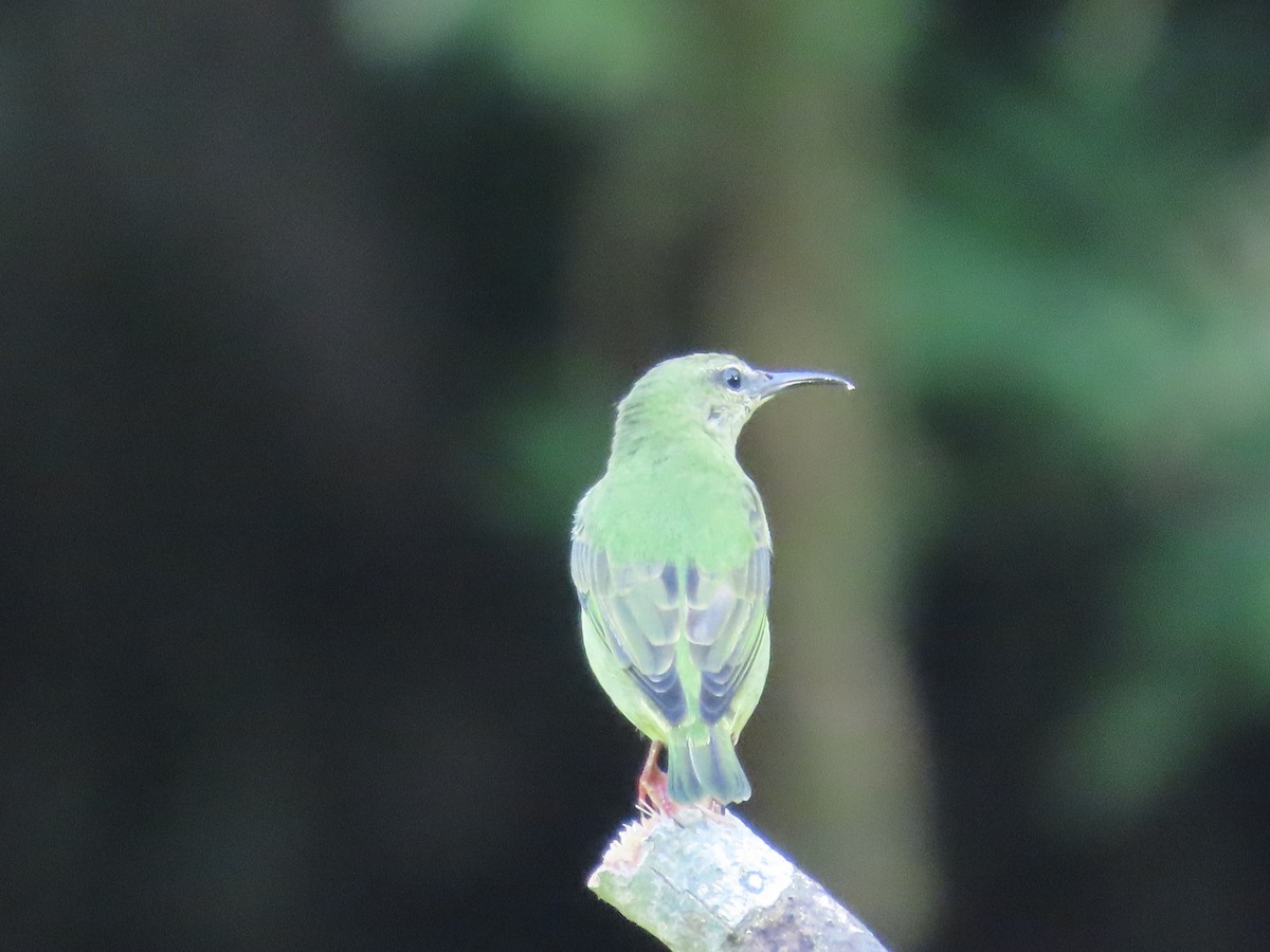 Red-legged Honeycreeper - ML645829058