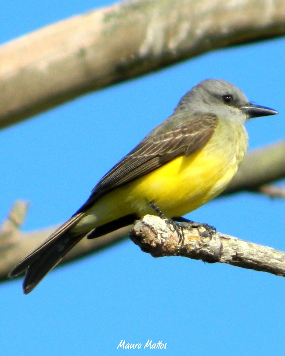 Tropical Kingbird - ML645829059