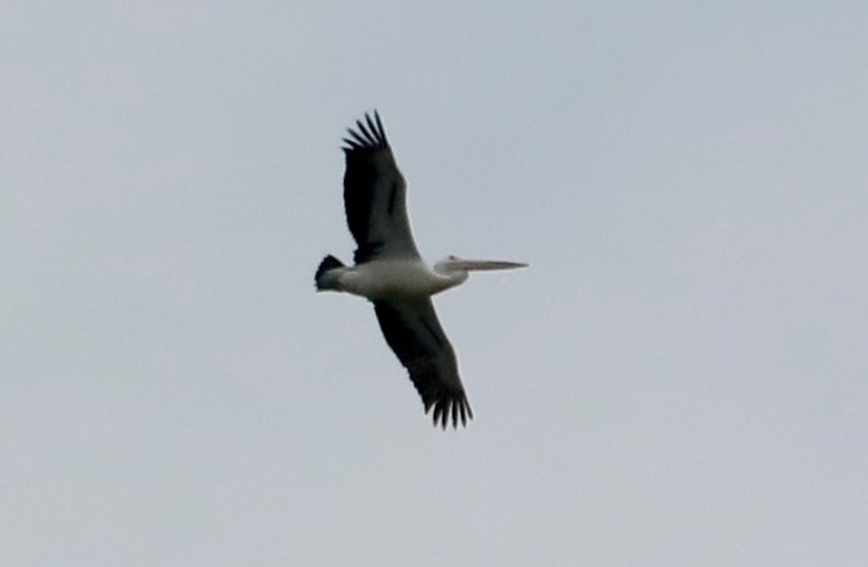 Australian Pelican - ML645829060