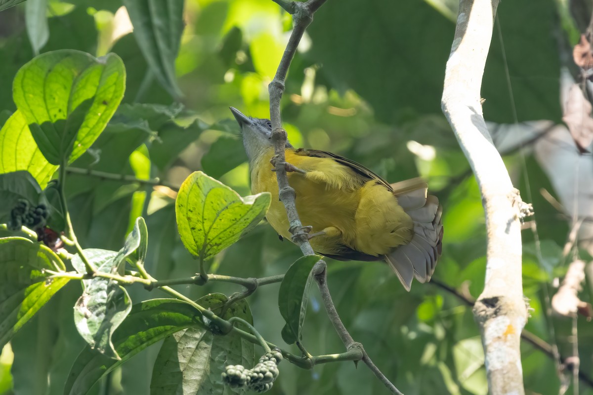 White-throated Bulbul - ML645829061