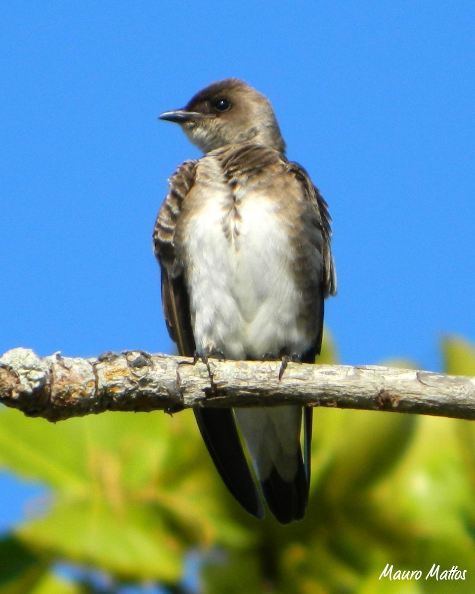 Brown-chested Martin - ML645829064