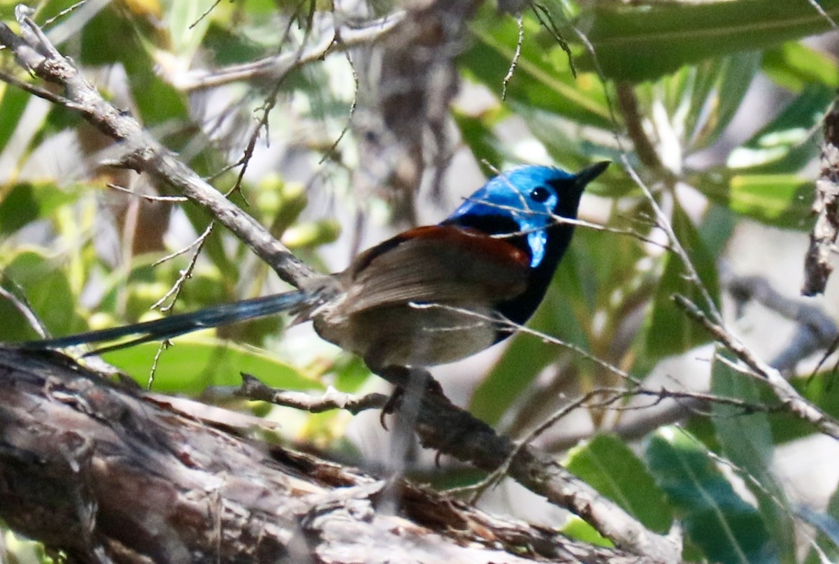 Variegated Fairywren - ML645829068