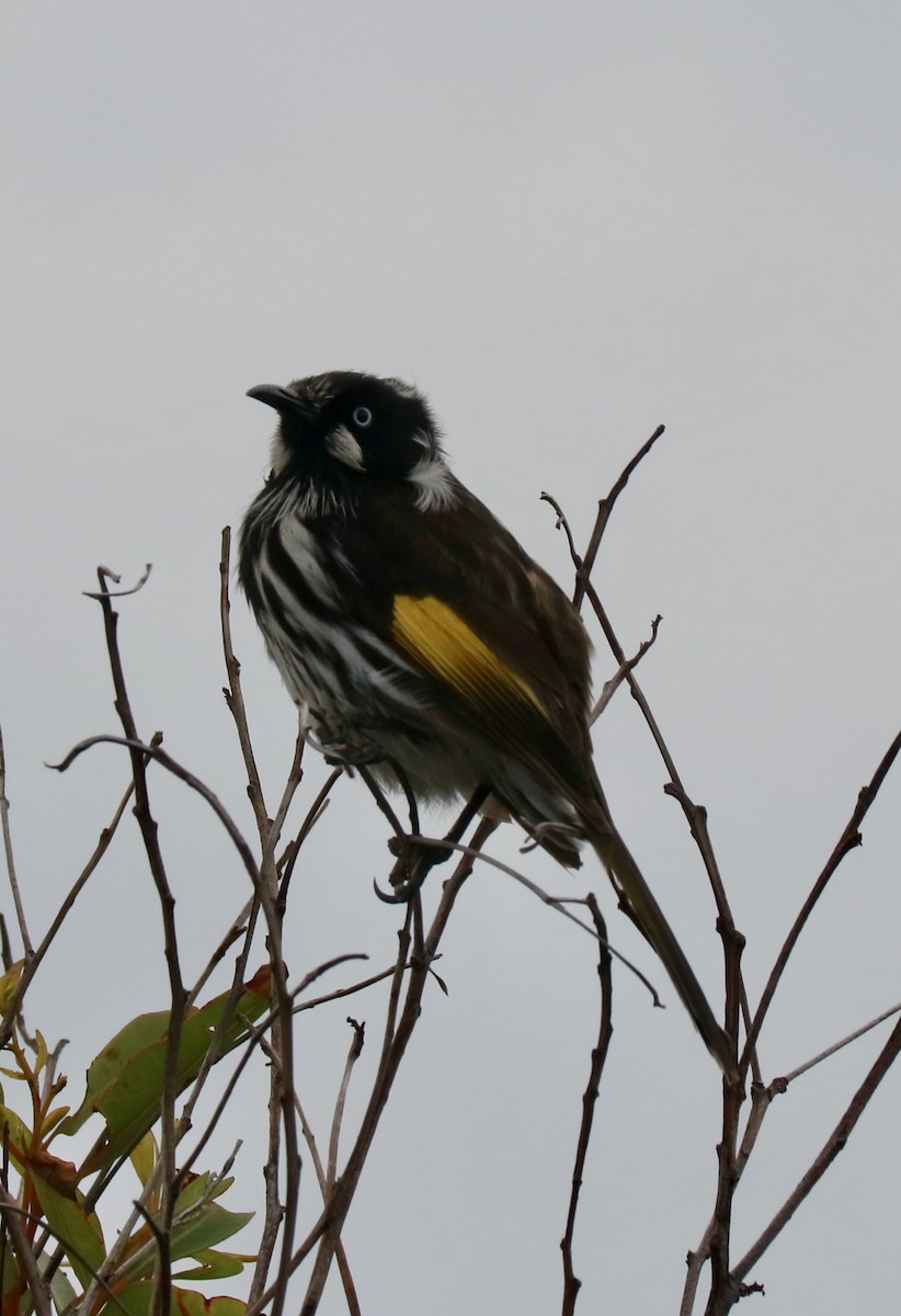 New Holland Honeyeater - ML645829069