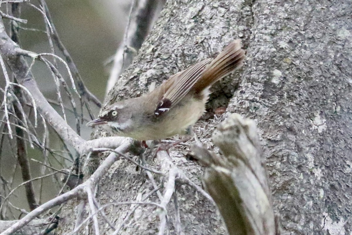 White-browed Scrubwren - ML645829071