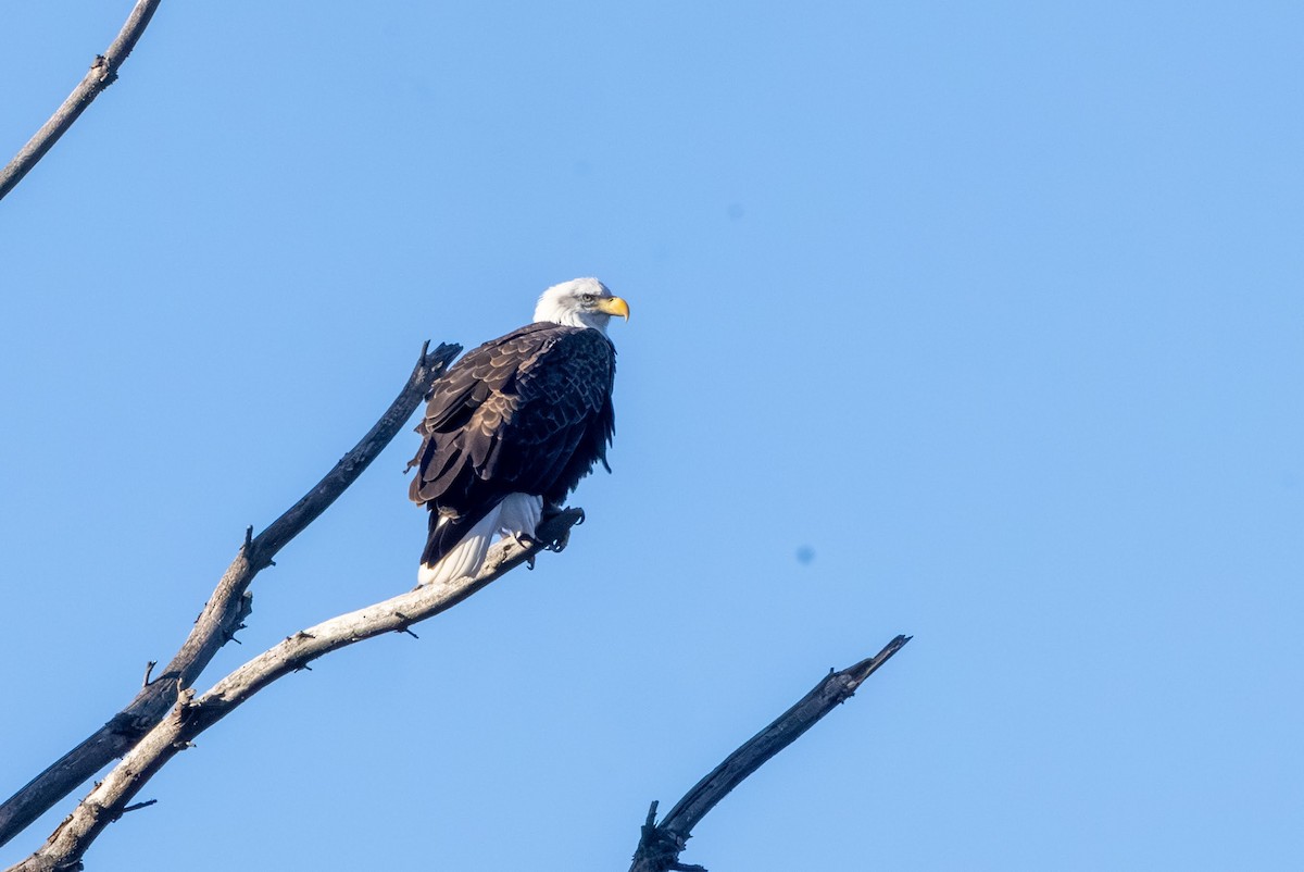עיטם לבן-ראש - ML645829073