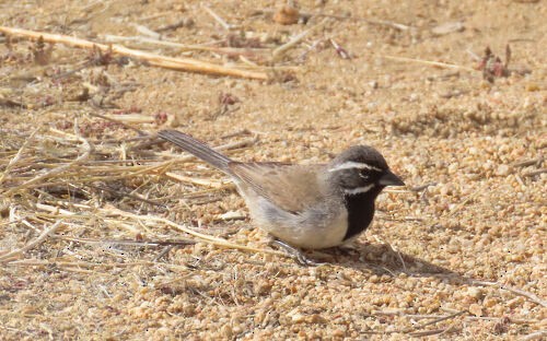 Black-throated Sparrow - ML645829074