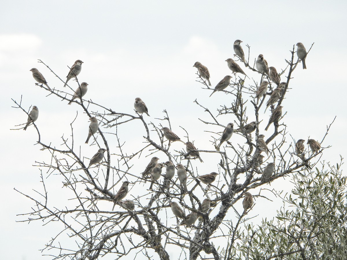 דרור ספרדי - ML645829075
