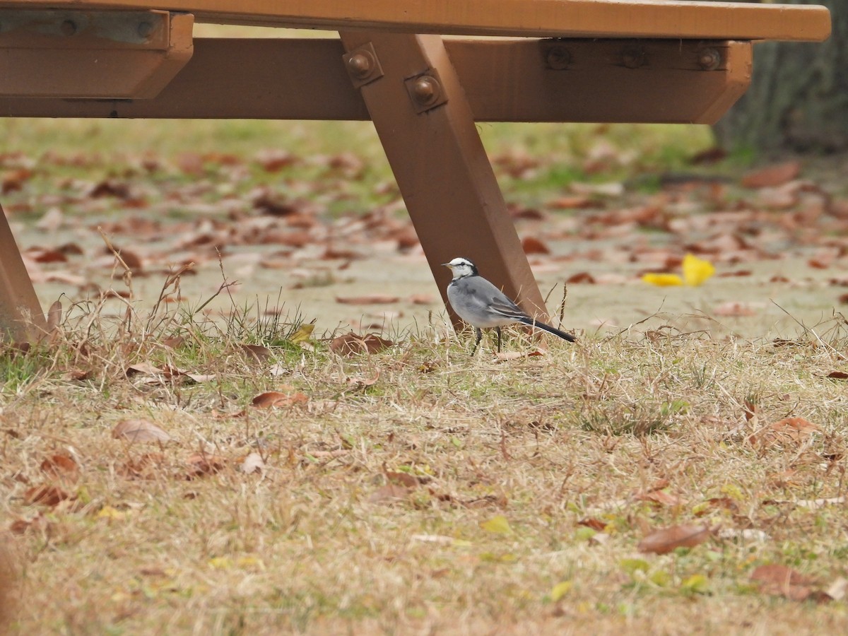 נחליאלי לבן - ML645829076