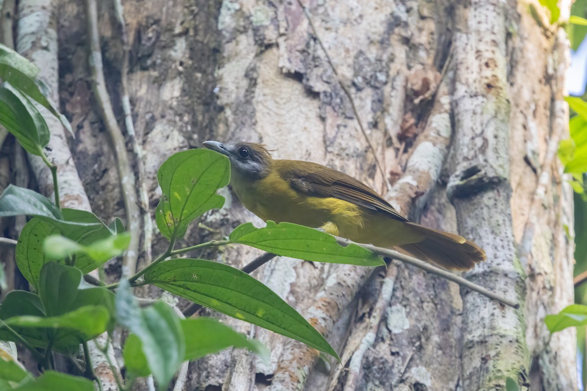 White-throated Bulbul - ML645829078