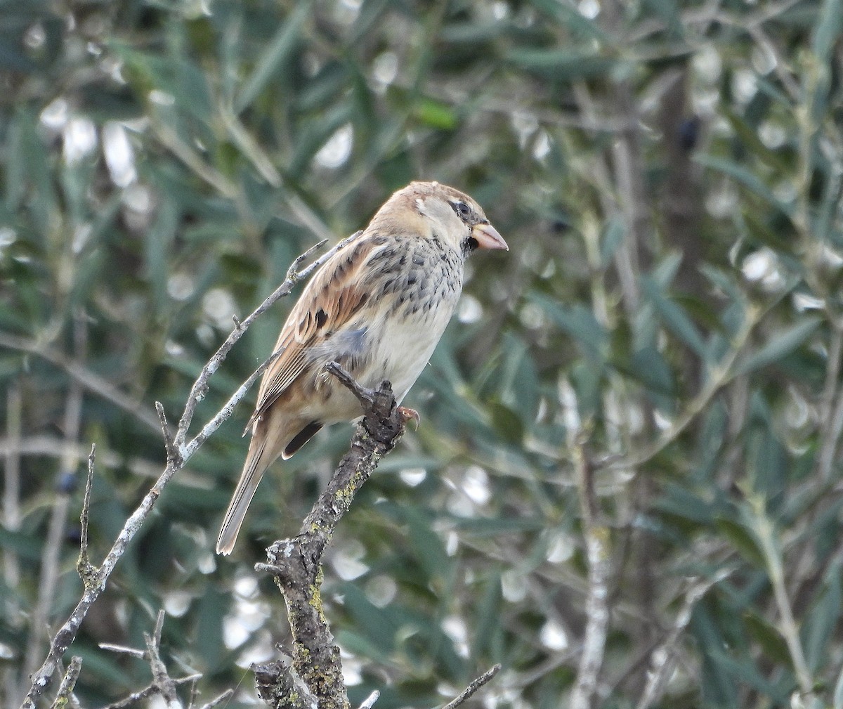 דרור ספרדי - ML645829079