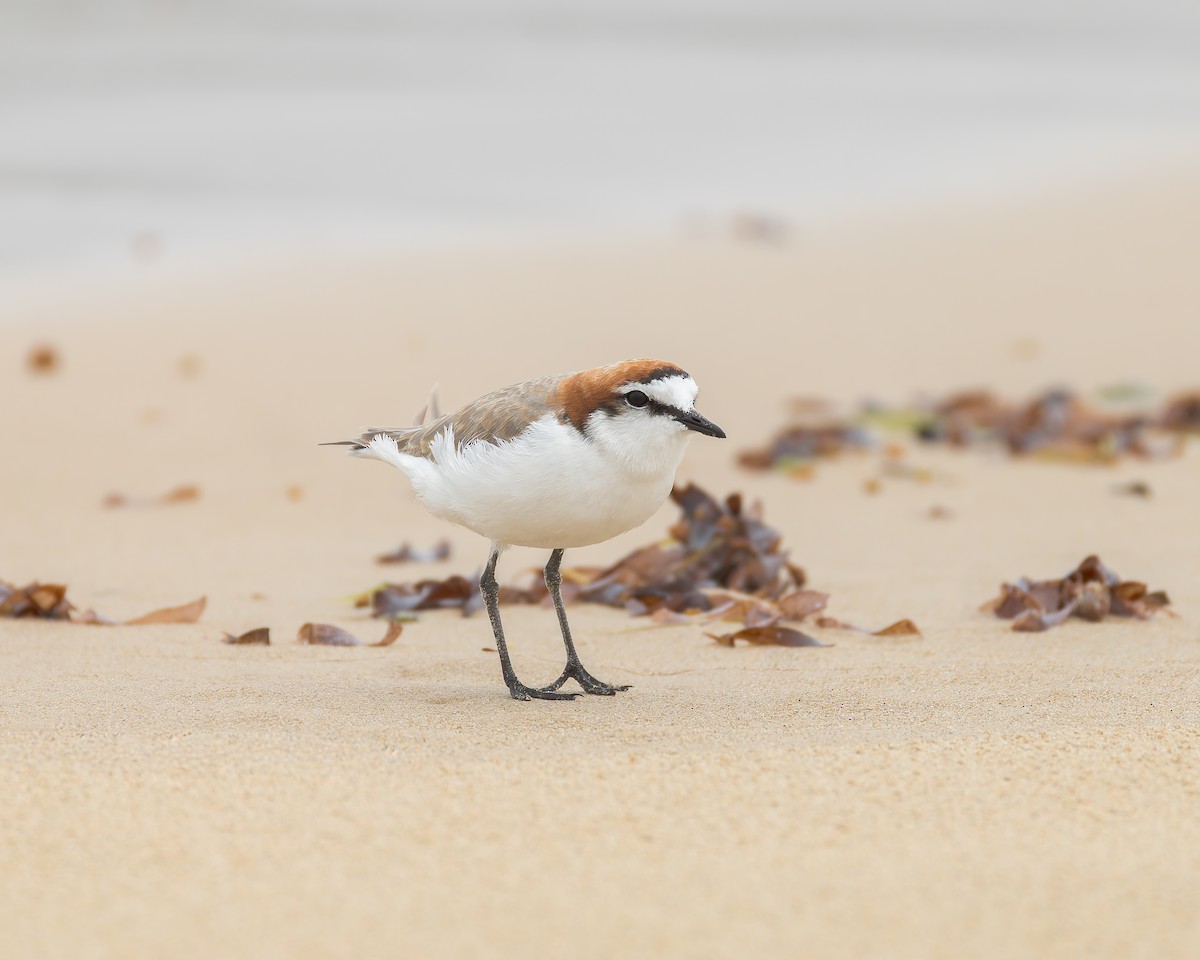חופמי אדום-כיפה - ML645829080