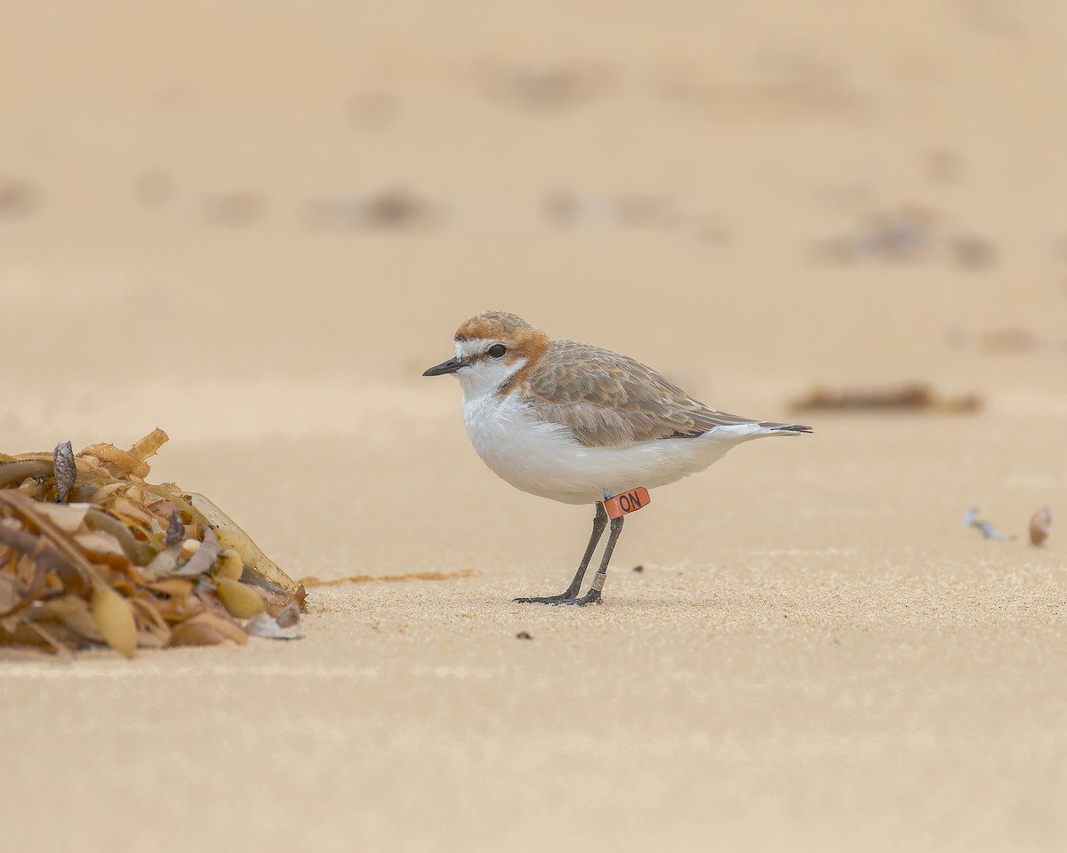 חופמי אדום-כיפה - ML645829081