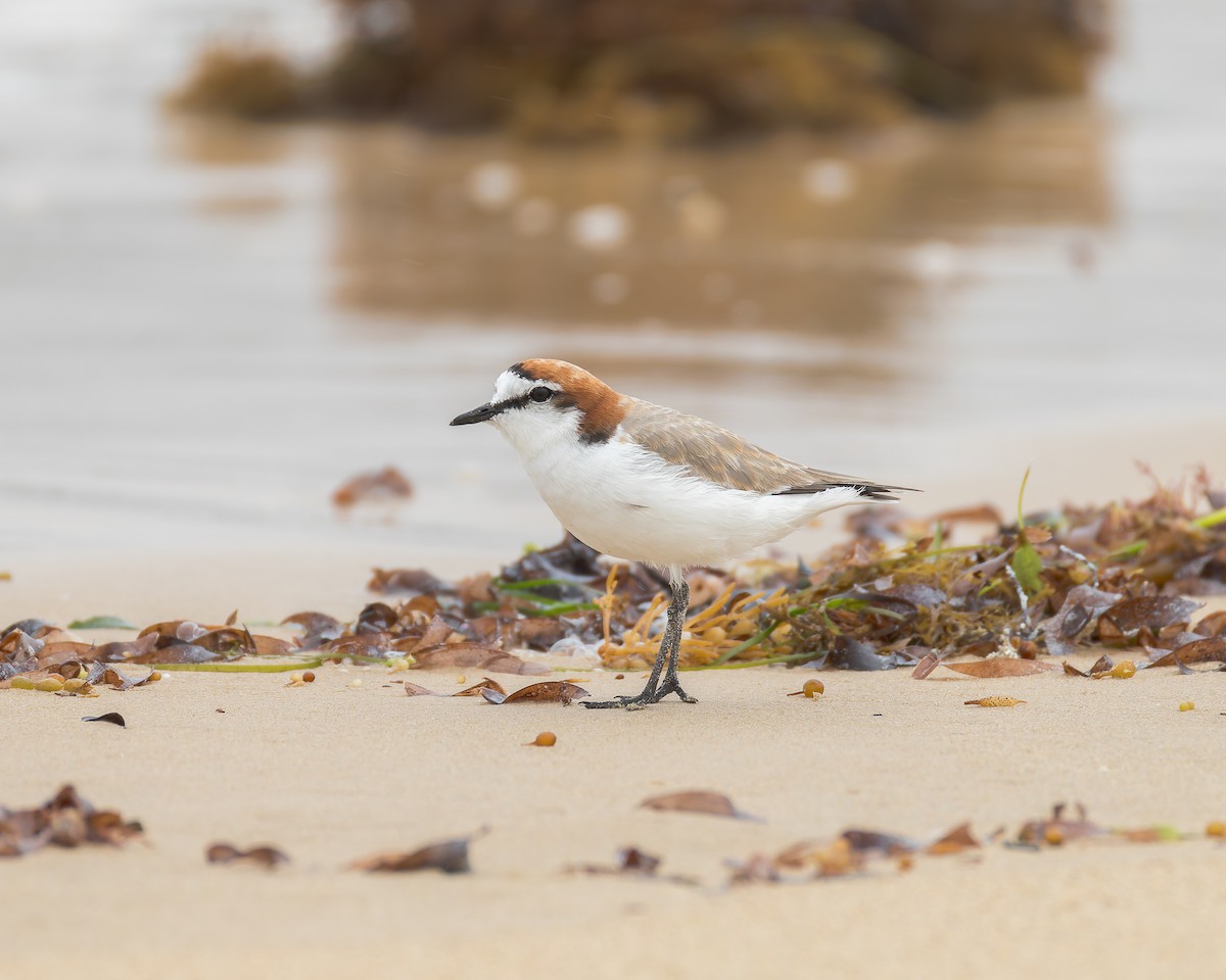 חופמי אדום-כיפה - ML645829082
