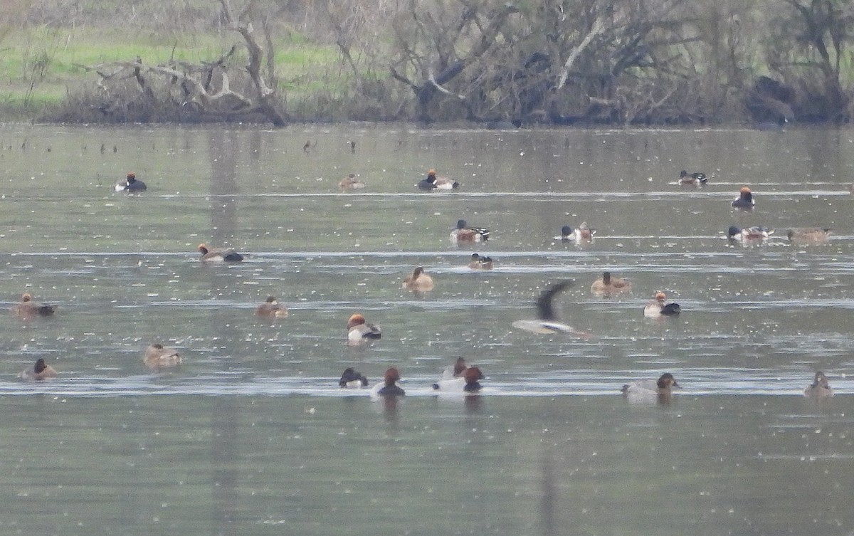 צולל מצויץ - ML645829084
