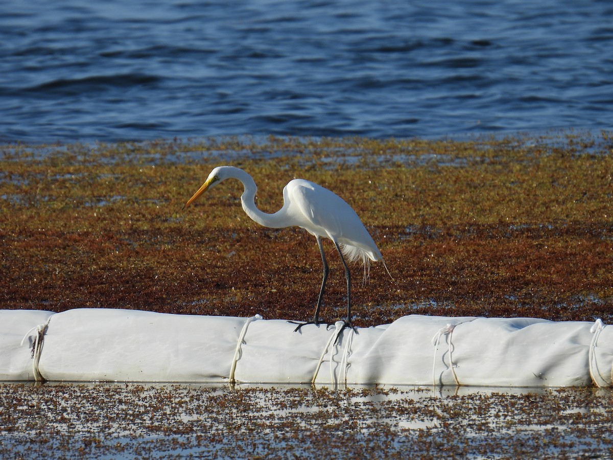 לבנית גדולה - ML645829085