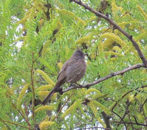 Phainopepla - ML645829086