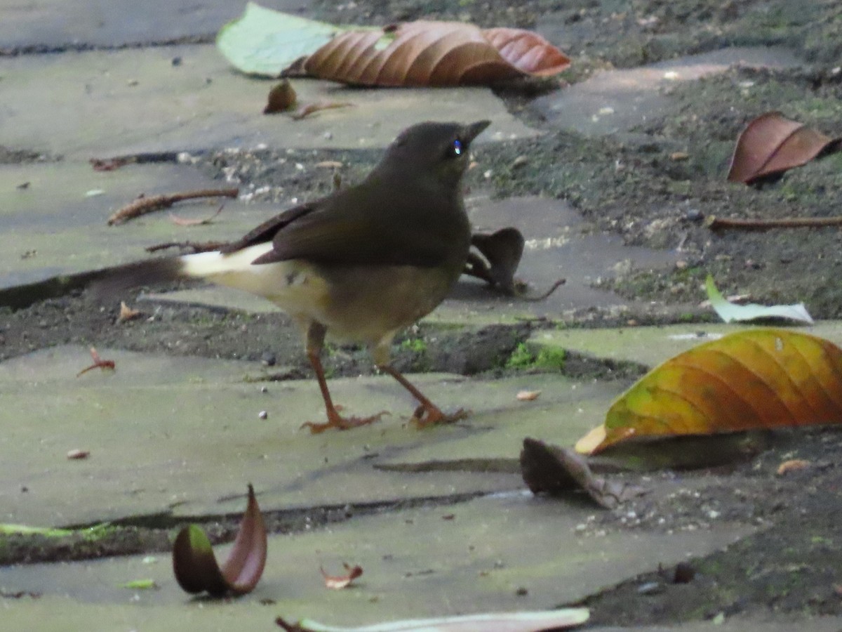 Buff-rumped Warbler - ML645829088