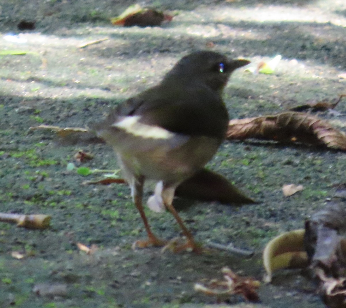 Buff-rumped Warbler - ML645829089