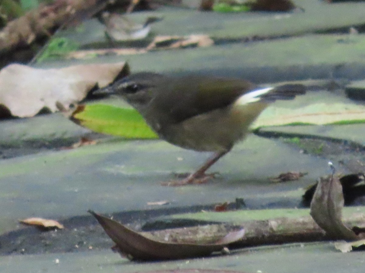 Buff-rumped Warbler - ML645829090