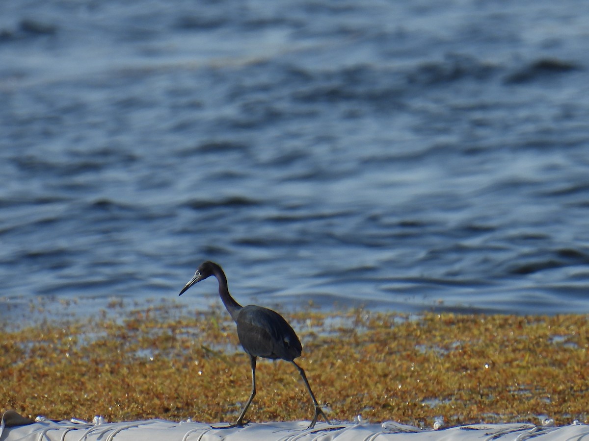 לבנית כחולה קטנה - ML645829091