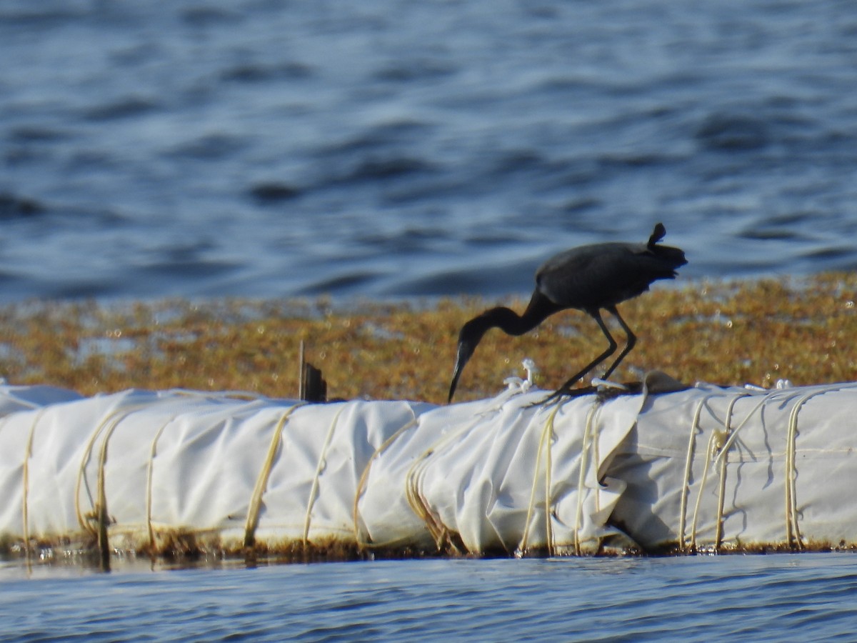 לבנית כחולה קטנה - ML645829092