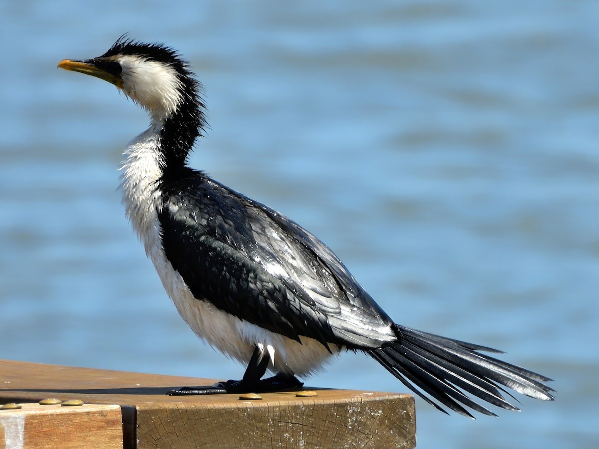 Little Pied Cormorant - ML645829093