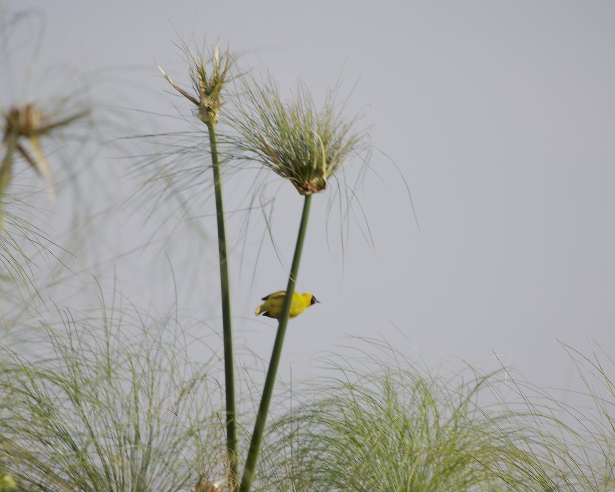 Northern Brown-throated Weaver - ML645829095