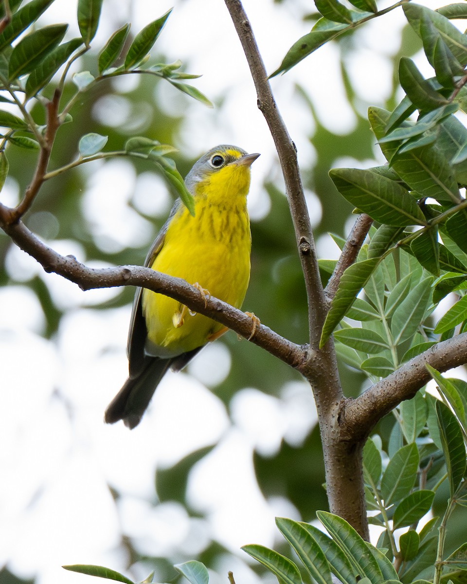 Paruline du Canada - ML645829096