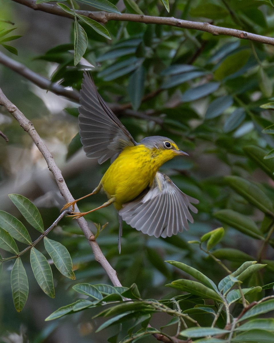 Paruline du Canada - ML645829097