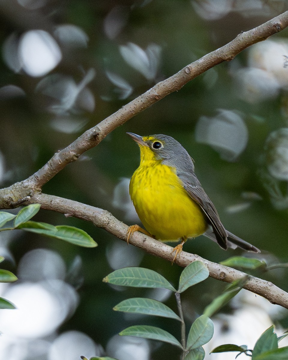 Paruline du Canada - ML645829098