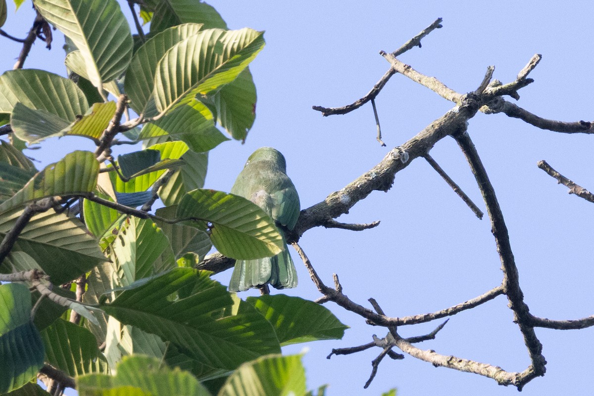 Blue-bearded Bee-eater - ML645829099
