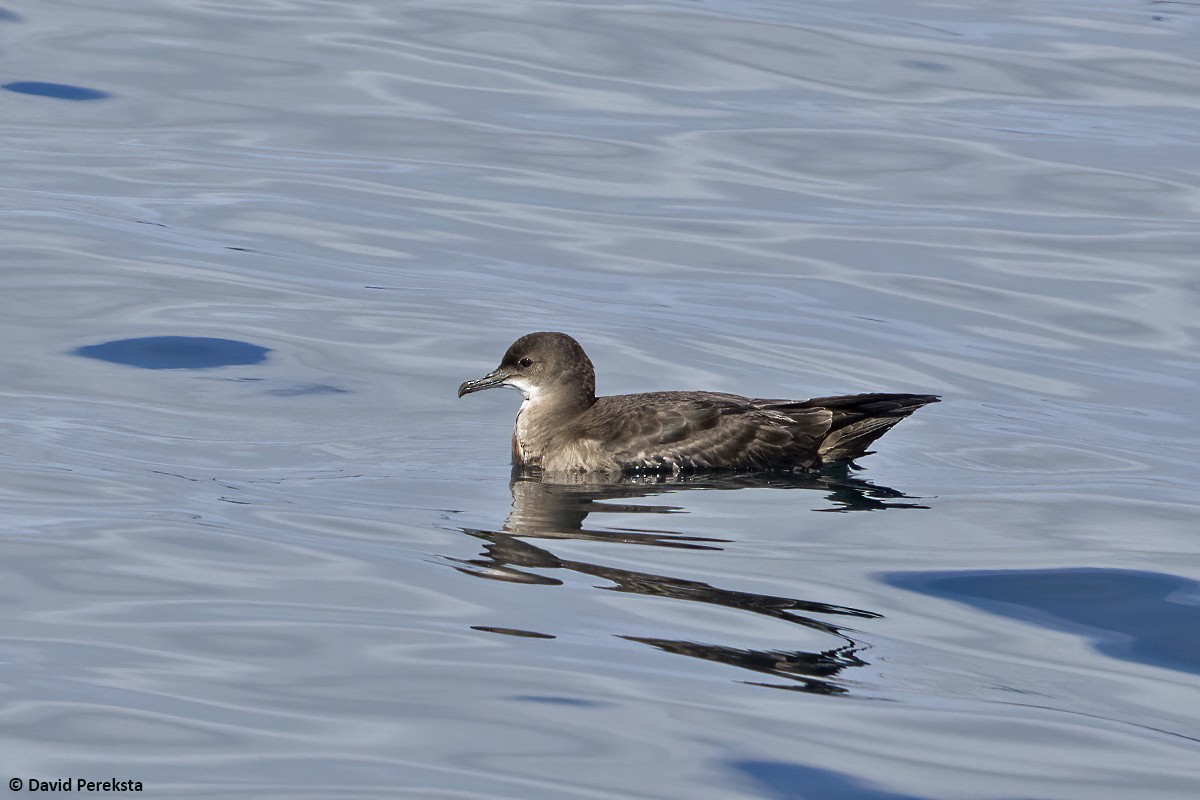 יסעור קצר-זנב - ML645829106