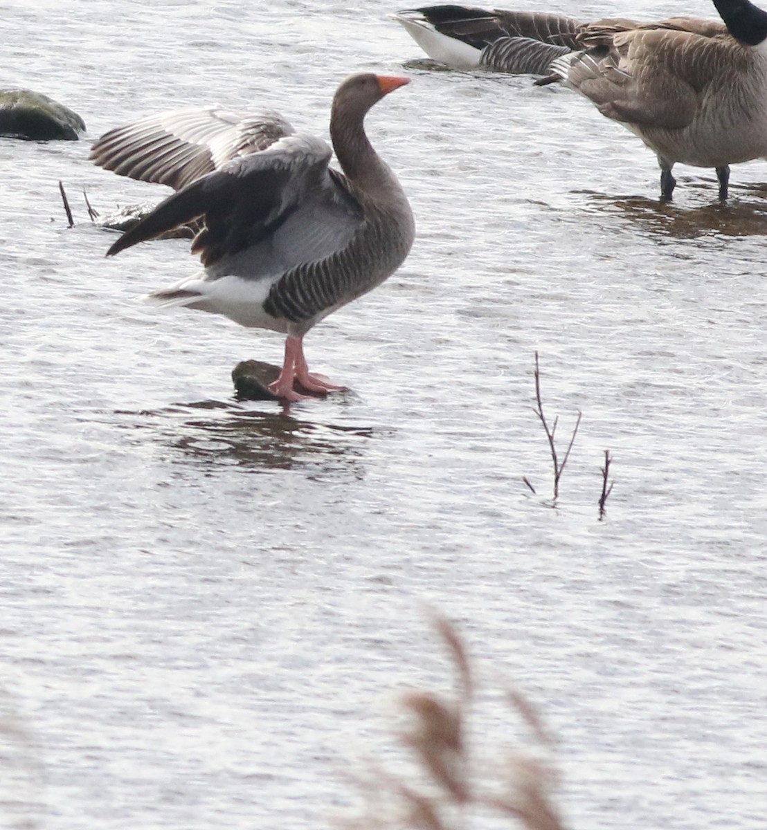 Graylag Goose - ML645829108