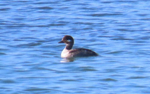 Гоголь-головастик - ML645829115