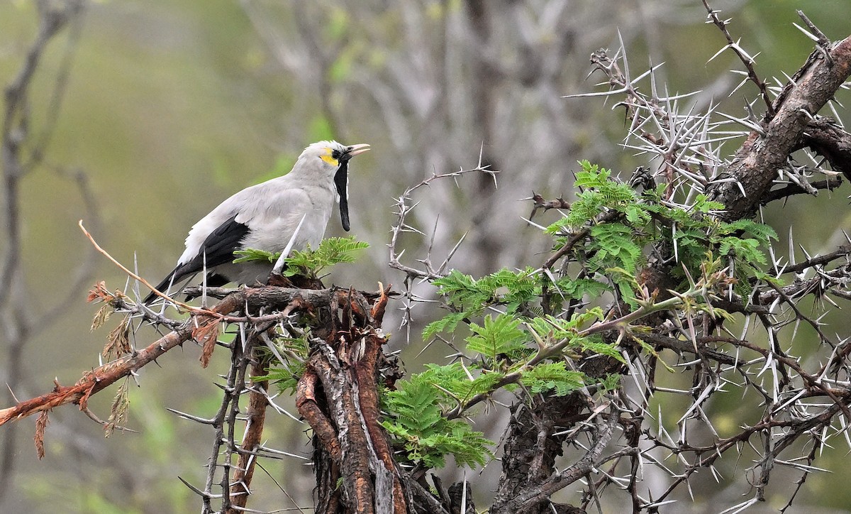 Wattled Starling - ML645829121