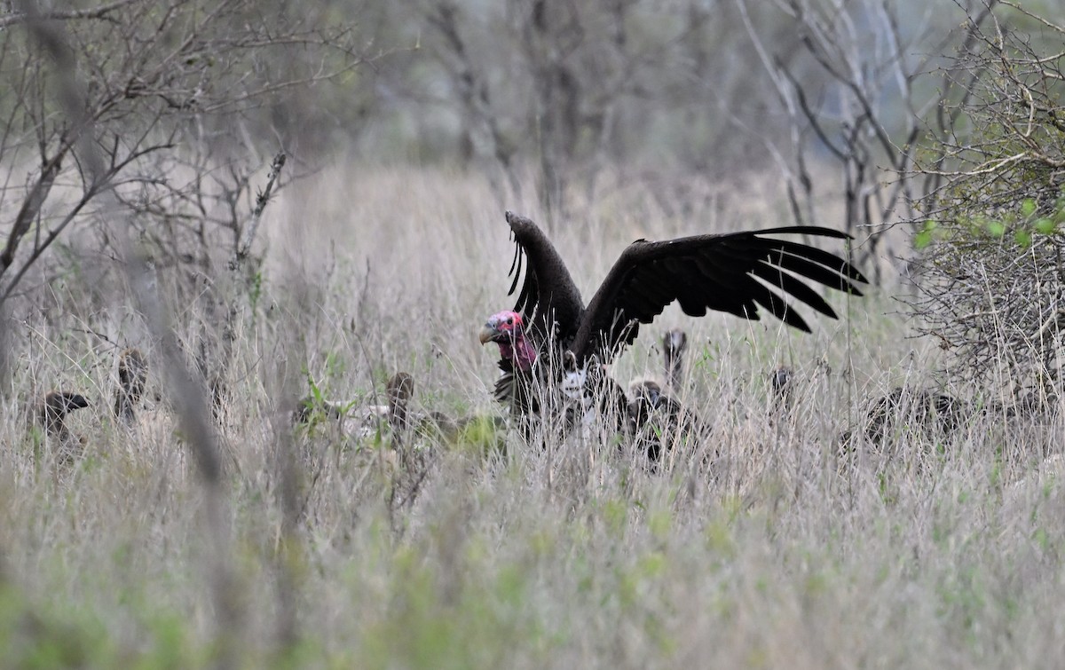 Lappet-faced Vulture - ML645829125