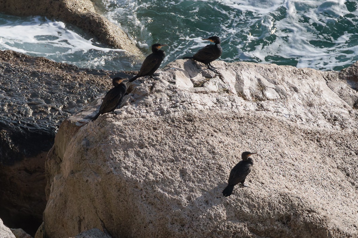 Great Cormorant - ML645829131