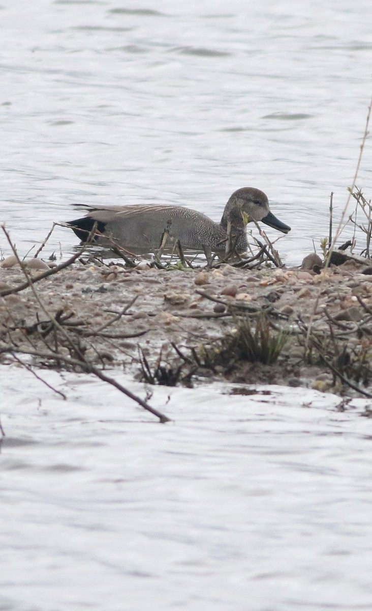 kopřivka obecná - ML645829132