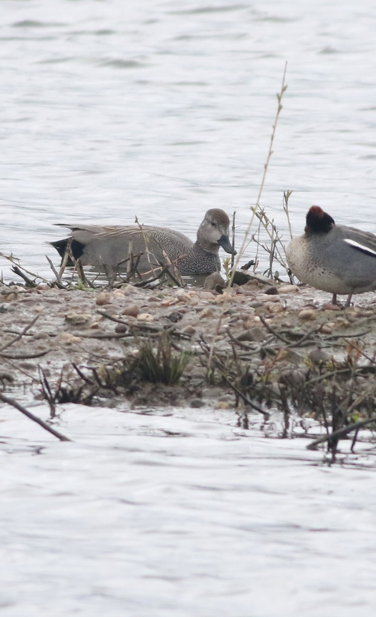 kopřivka obecná - ML645829133