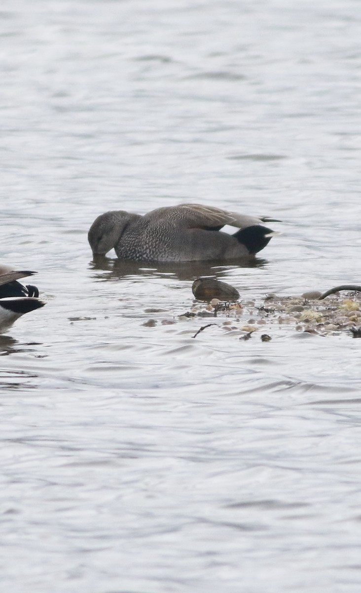 kopřivka obecná - ML645829134