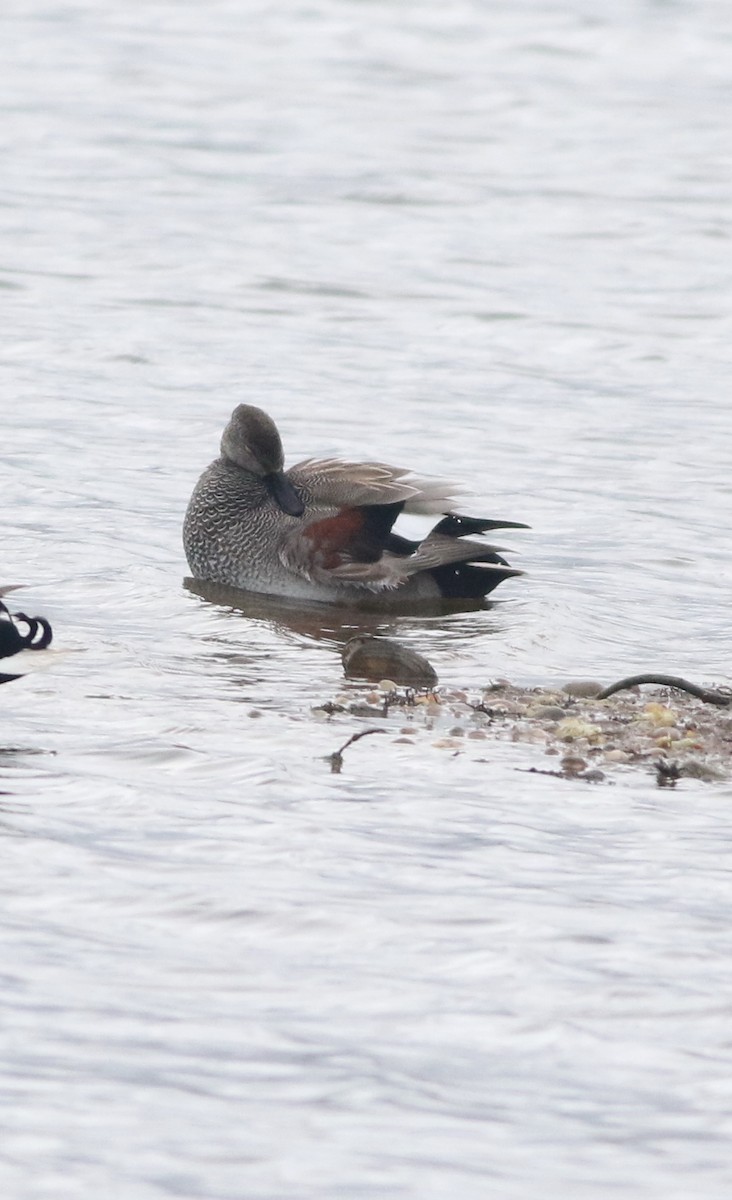 kopřivka obecná - ML645829135