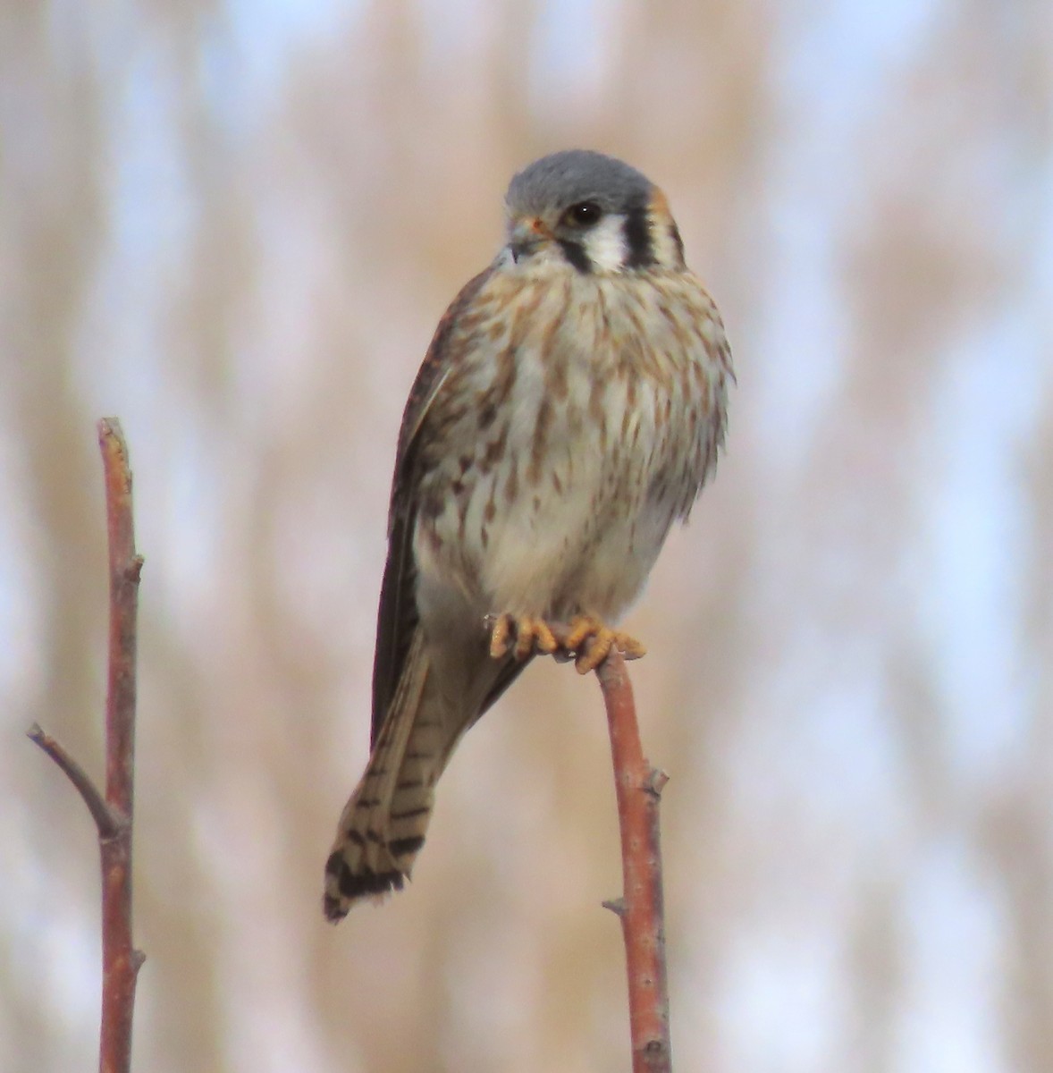 poštolka pestrá - ML645829145