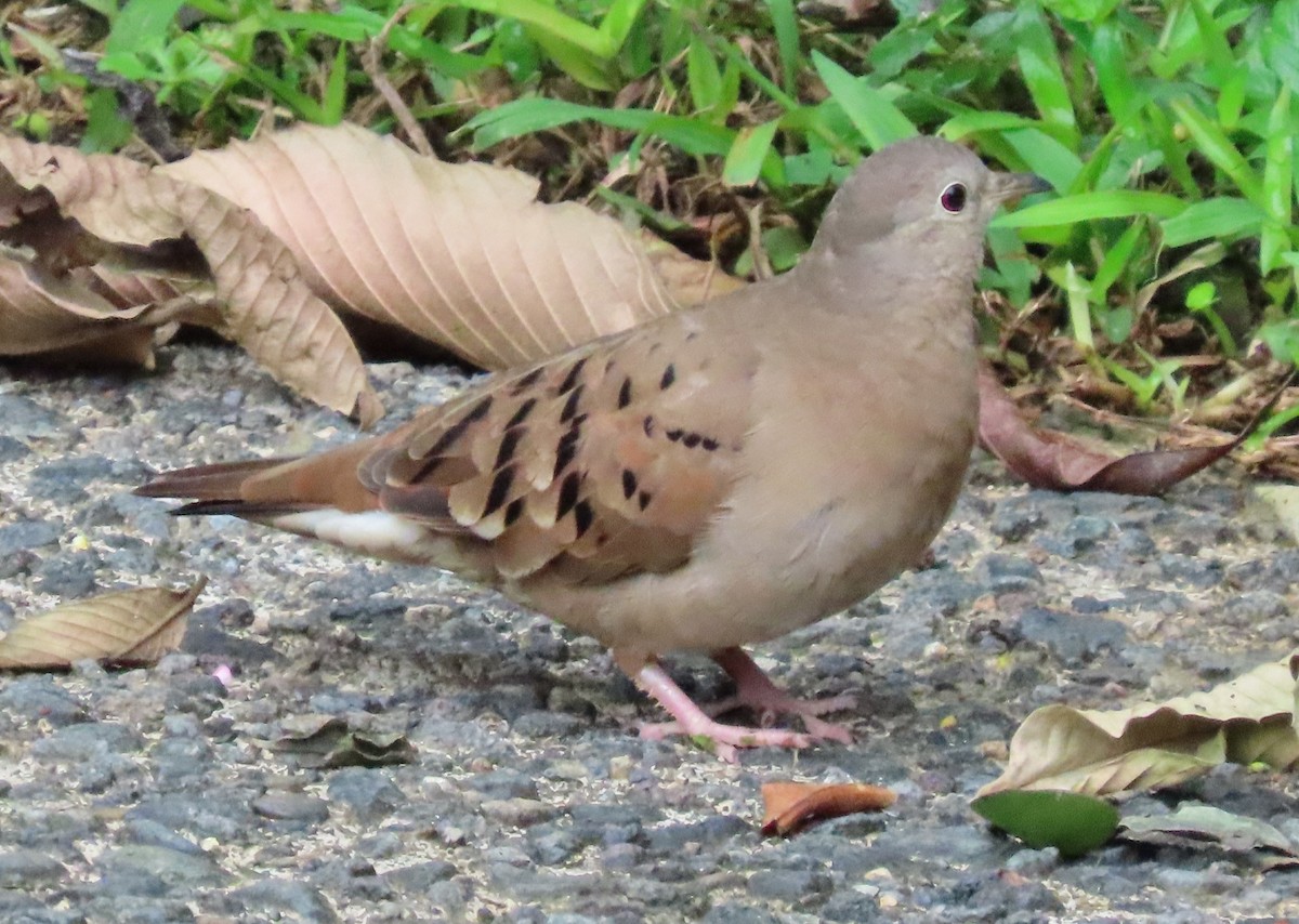 Ruddy Ground Dove - ML645829159