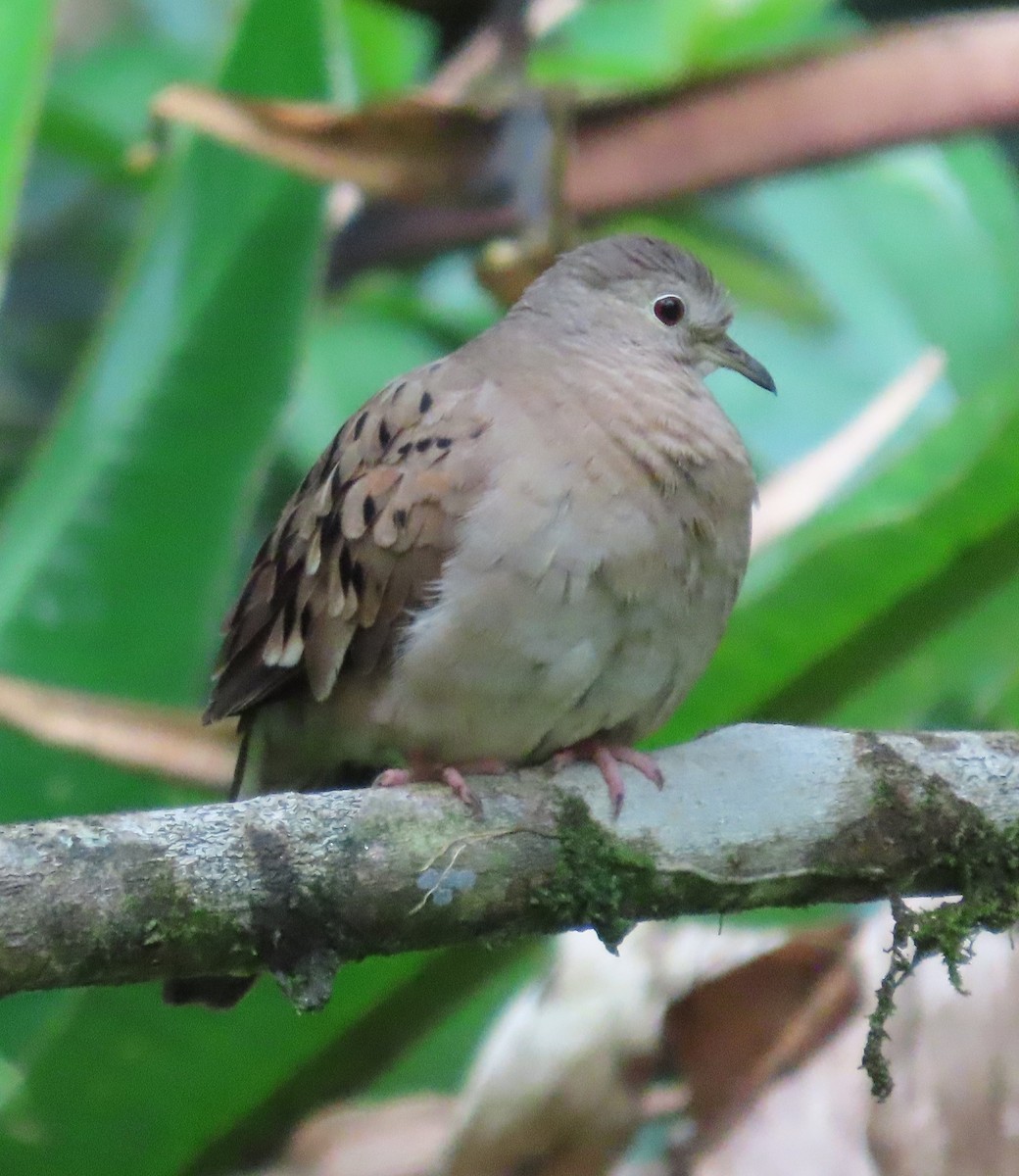 Ruddy Ground Dove - ML645829160
