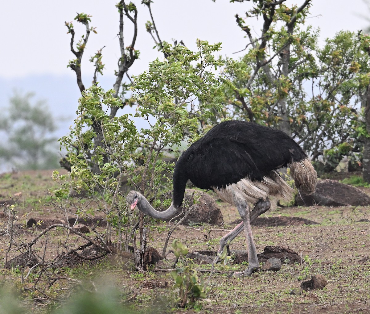 Common Ostrich - ML645829162